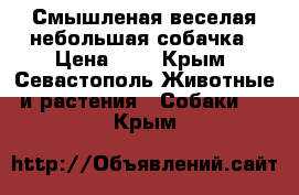 Смышленая веселая небольшая собачка › Цена ­ 1 - Крым, Севастополь Животные и растения » Собаки   . Крым